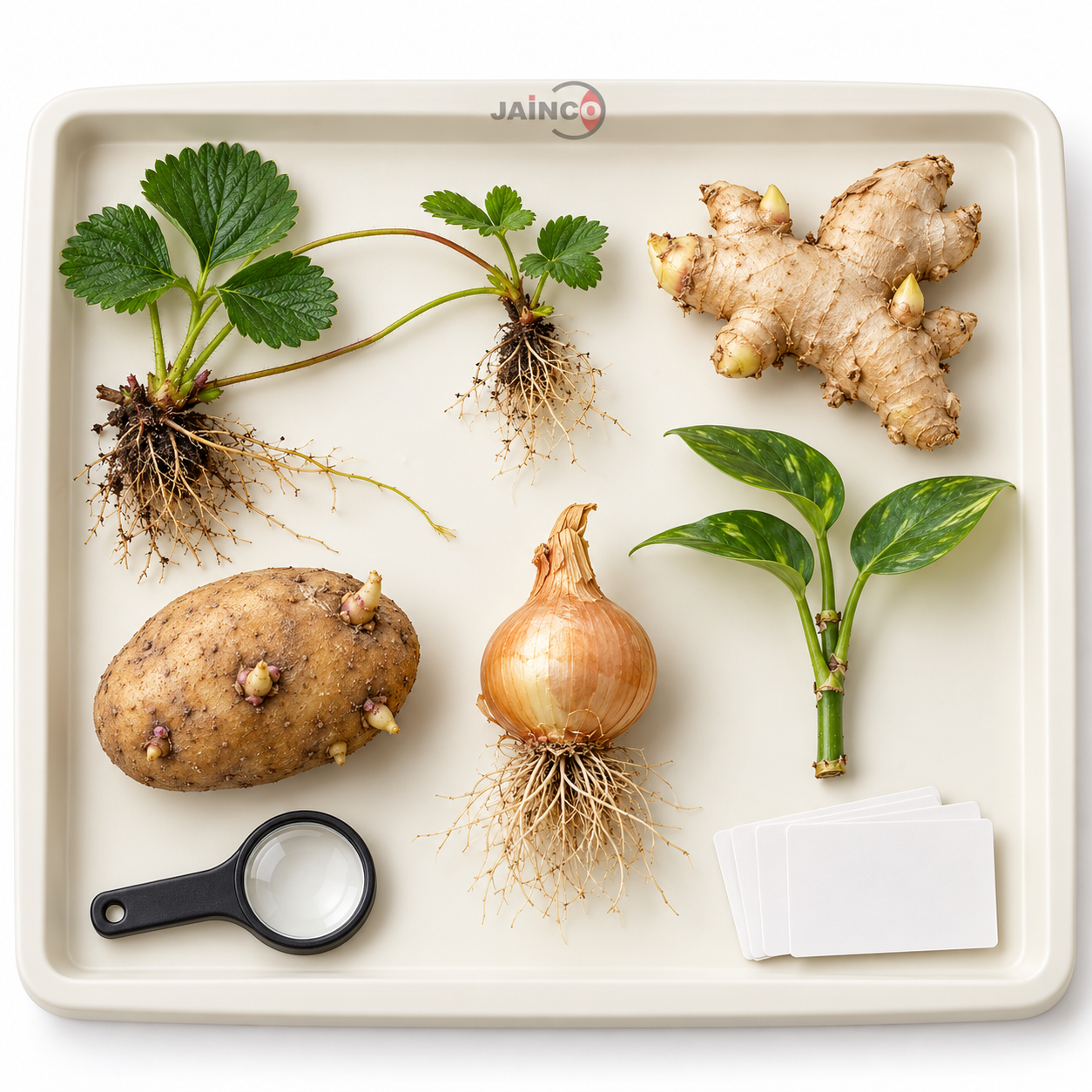 Vegetative Propagation Lesson Set